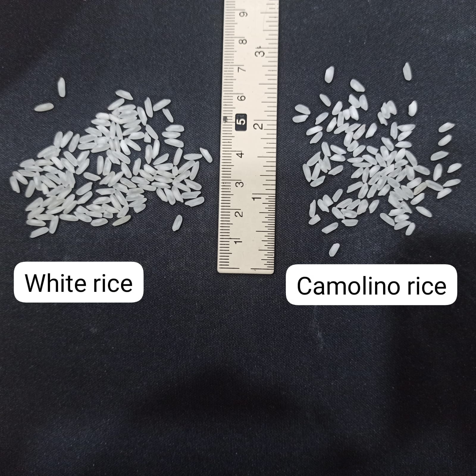 Camolino Medium Egyptian Rice - Image 4