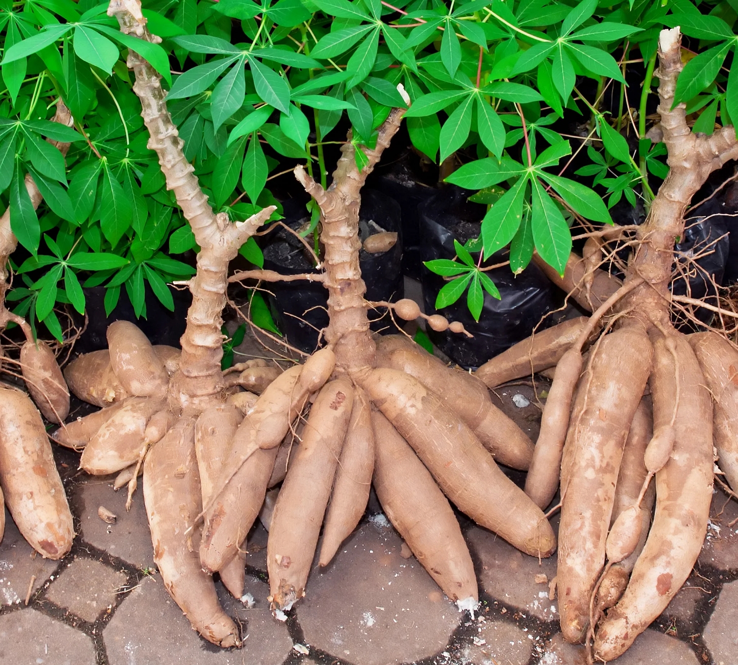 Fresh Organic Cassava - Image 4