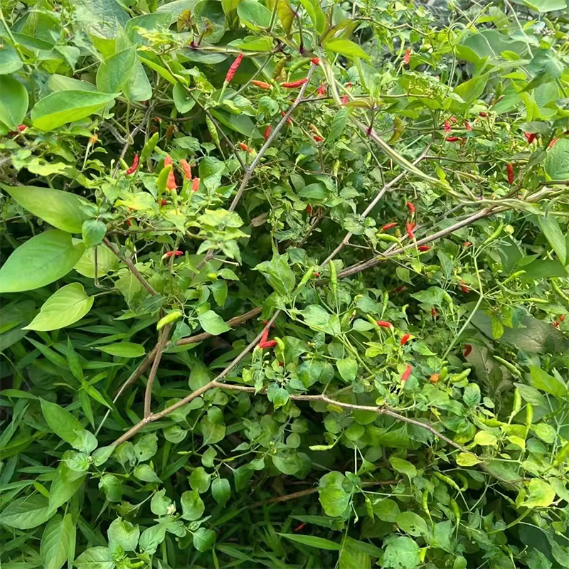 Dried Red Chili Peppers - Image 4