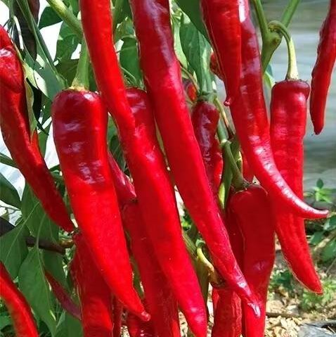 Dried Red Chili Peppers - Image 5