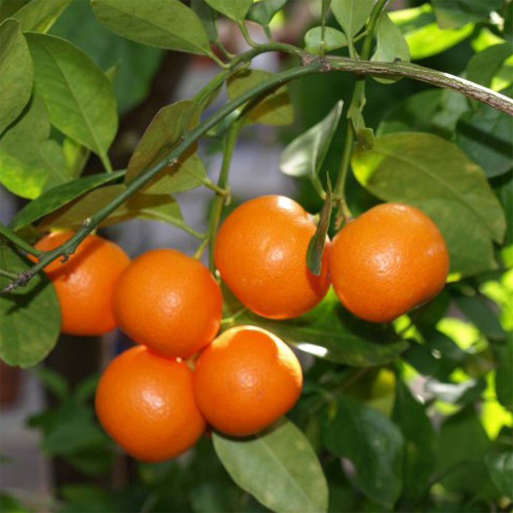  Orah Mandarin Value Pack - Image 3