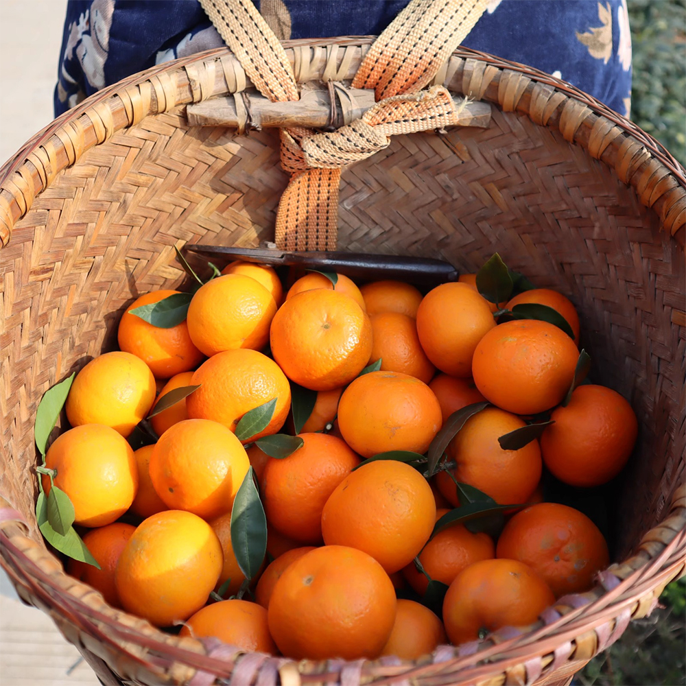  Orah Mandarin Value Pack - Image 4