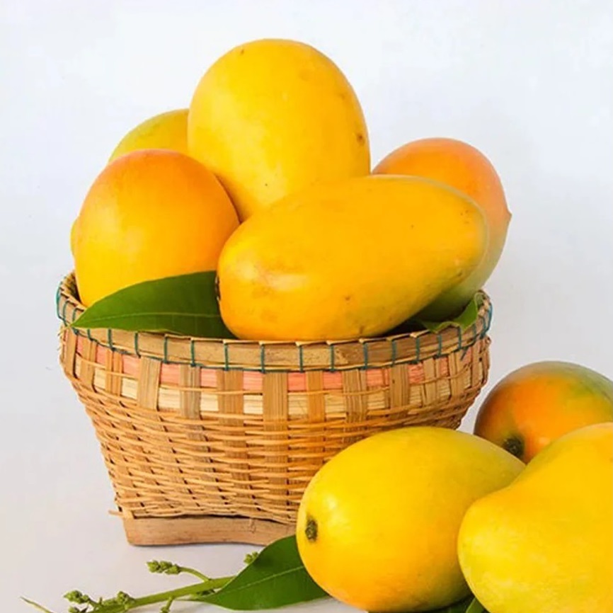  Organic Fresh Sichuan Alphonso Mango  - Image 2