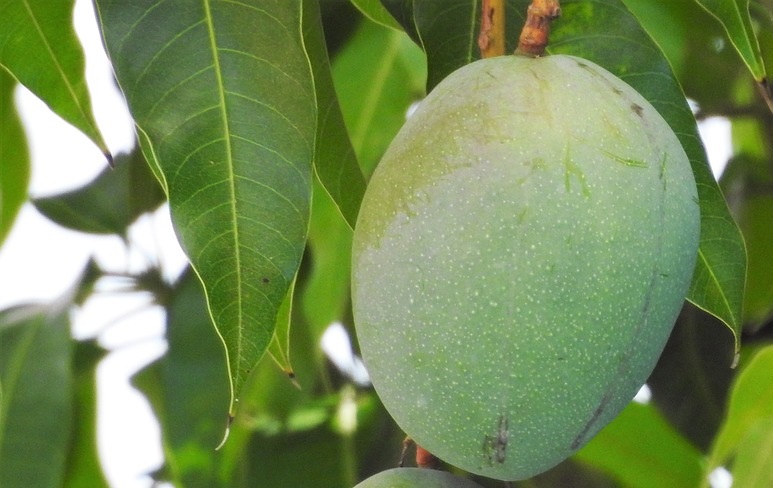  Organic Fresh Sichuan Alphonso Mango  - Image 3