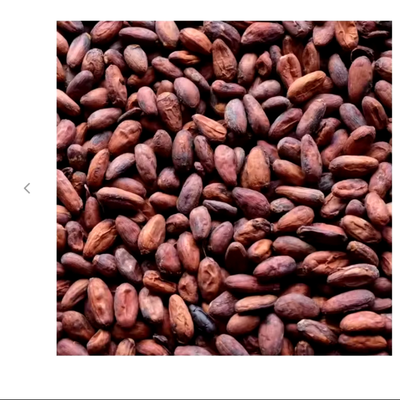 High Quality Ghana Unroasted Cocoa Beans  thumbnail 4