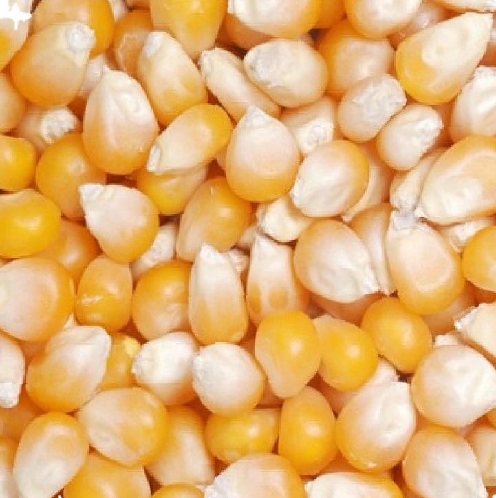 Organic Yellow & White Corn Seeds thumbnail 2