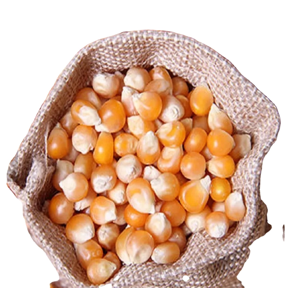 Organic Yellow & White Corn Seeds thumbnail 3