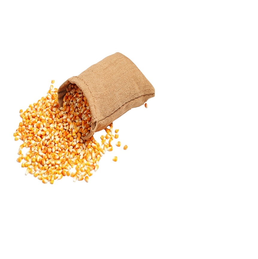 Organic Yellow & White Corn Seeds thumbnail 4