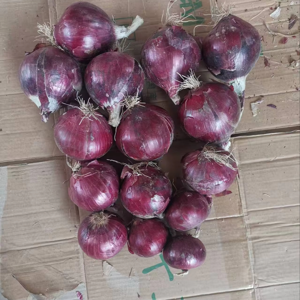  Fresh Red Onion - Image 4