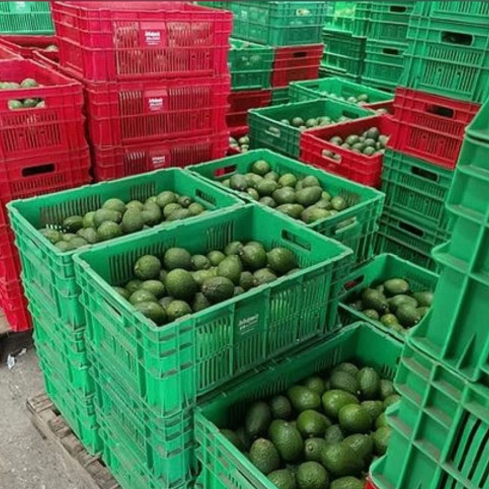 Premium Avocado-Sweet Taste - Image 3