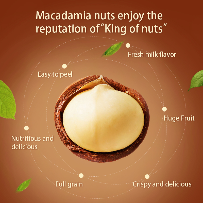 Roasted Macadamia Nuts With Shell - Image 3
