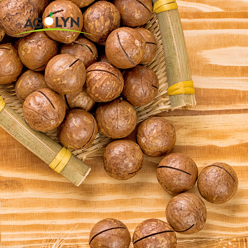 Roasted Macadamia Nuts With Shell - Image 4