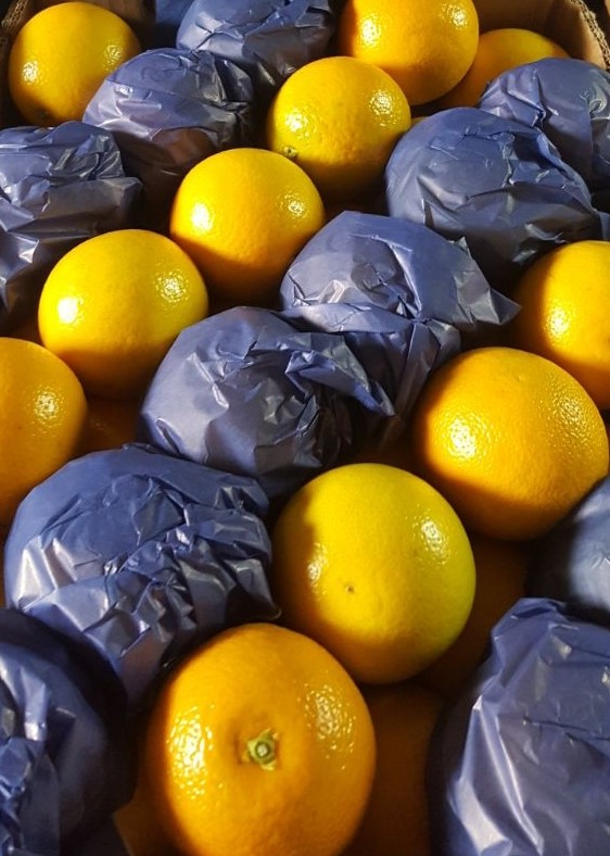 HIGH QUALITY SWEET VALENCIA ORANGES - Image 2