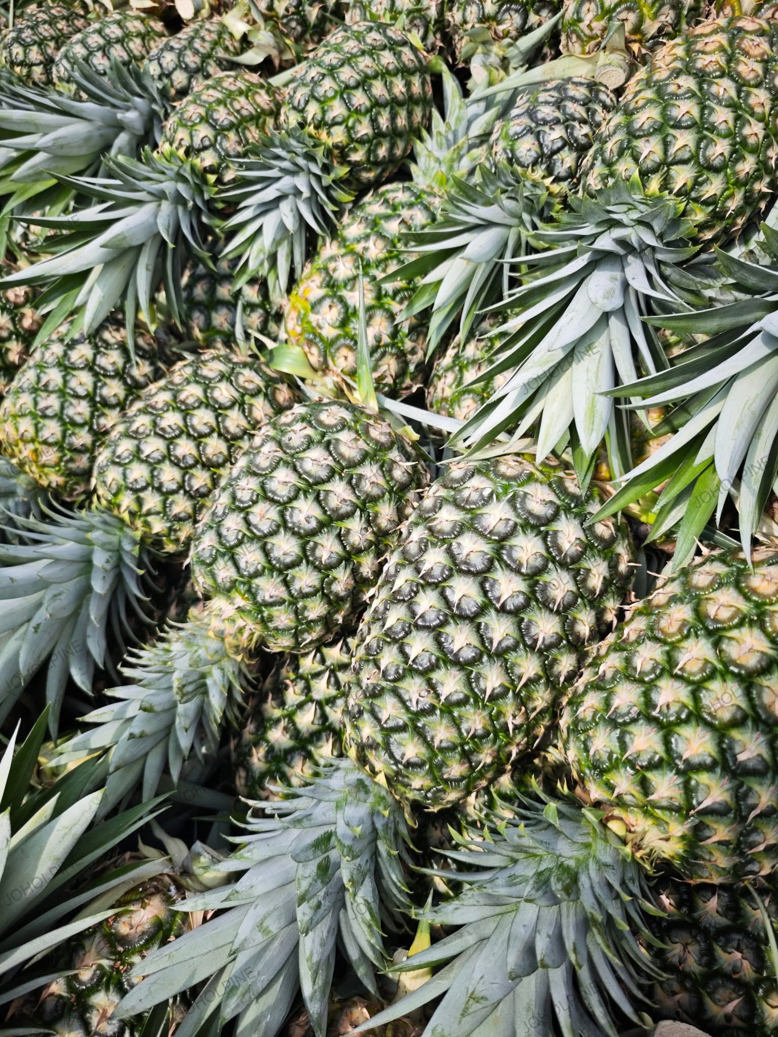 Sweet Fresh Pineapples - Image 2