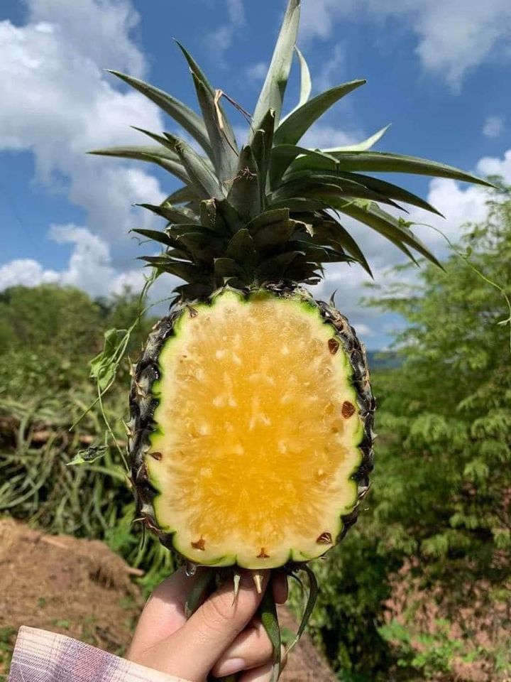 Sweet Fresh Pineapples - Image 3