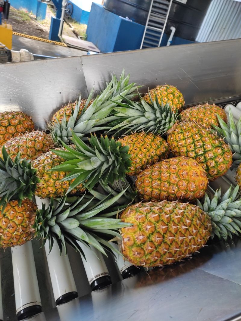 Sweet Fresh Pineapples - Image 4