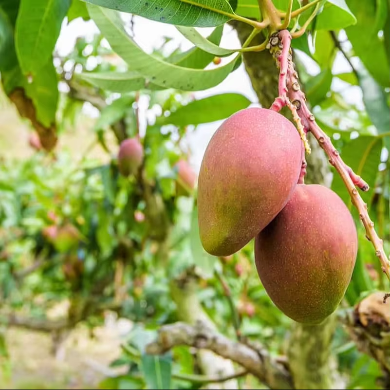 Natural  Green Mangoes  - Image 2