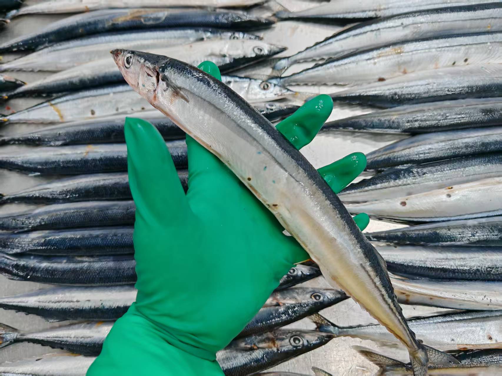  Frozen Pacific Saury Fish  - Image 3